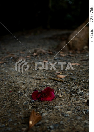 落ち葉 落ち葉 122527666
