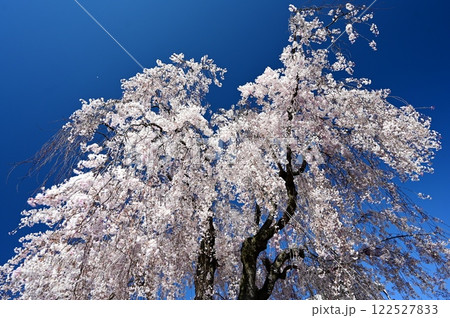 青空に映える満開の枝垂れ桜 122527833