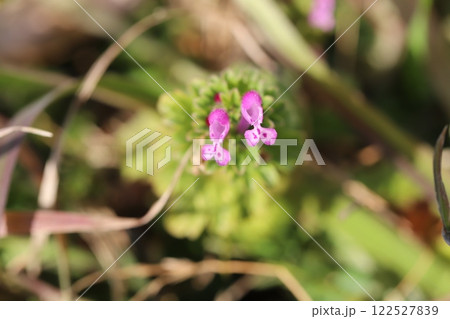 冬の野原に咲くホトケノザのピンク色の花 122527839