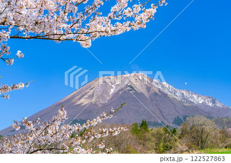 【日本百名山】添谷から見たサクラの花と大山7 鳥取県西伯郡伯耆町 【日本百名山】添谷から見たサクラの花と大山7 鳥取県西伯郡伯耆町 122527863