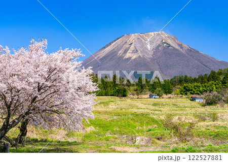 【日本百名山】大内から見たサクラの花と大山10　鳥取県西伯郡伯耆町 122527881