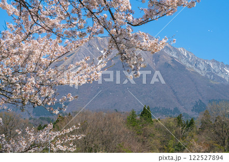 【日本百名山】添谷から見たサクラの花と大山1 鳥取県西伯郡伯耆町 【日本百名山】添谷から見たサクラの花と大山1 鳥取県西伯郡伯耆町 122527894