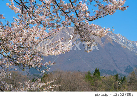【日本百名山】添谷から見たサクラの花と大山2 鳥取県西伯郡伯耆町 【日本百名山】添谷から見たサクラの花と大山2 鳥取県西伯郡伯耆町 122527895
