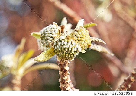 大きなミツマタの蕾（冬、一月） 122527952