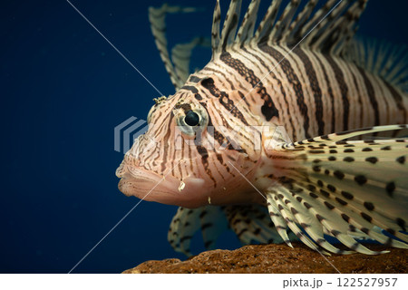 ミノカサゴ カサゴ Lionfish 毒魚 ミノカサゴ顔 ミノカサゴ 飼育 泳ぐミノカサゴ ミノカサゴ カサゴ Lionfish 毒魚 ミノカサゴ顔 ミノカサゴ 飼育 泳ぐミノカサゴ 122527957