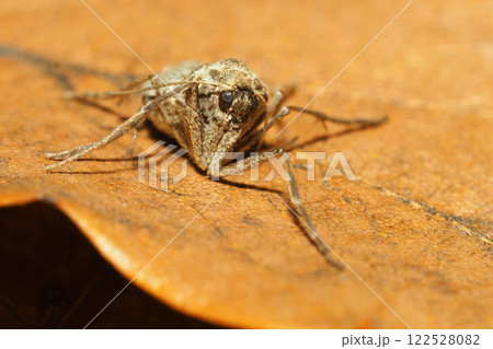 フユシャクの一種(メス・成虫) フユシャクの一種(メス・成虫) 122528082