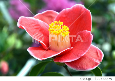 赤い椿の花 赤い椿の花 122528279