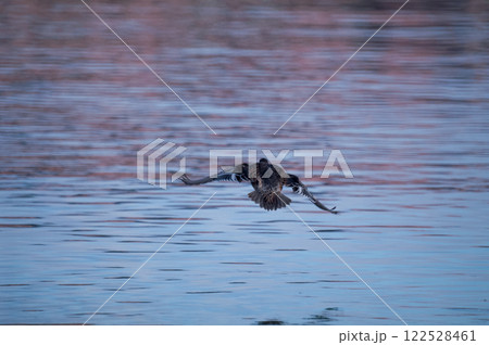 信濃川・やすらぎ堤の緋鳥鴨(ひどりがも) 122528461