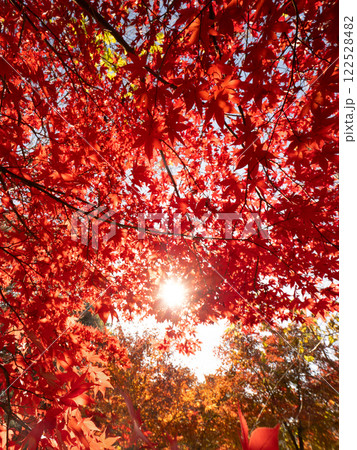 紅葉したカエデの木 紅葉したカエデの木 122528482