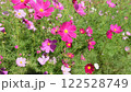 晩夏の陽射しに揺れるコスモス 122528749