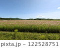 青空とコスモス 122528751