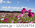 コスモスと青空のコントラスト　その一 122528754