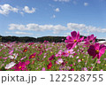 コスモスと青空のコントラスト　その二 122528755