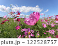 コスモスと青空のコントラスト　その四 122528757