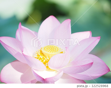 不忍池の蓮 122528968