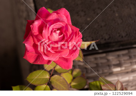 赤い薔薇 122529094