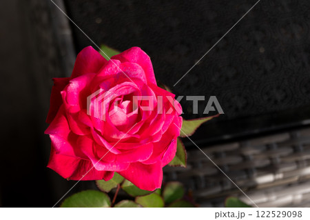 鮮やかな赤いバラの花 122529098