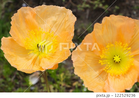 春の定番の愛らしいひなげしの花 122529236