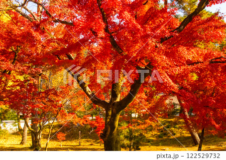 【京都風景】南禅寺 落ち着いた風情のある紅葉 【京都風景】南禅寺 落ち着いた風情のある紅葉 122529732