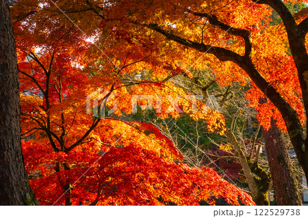 【京都風景】南禅寺　落ち着いた風情のある紅葉 122529738