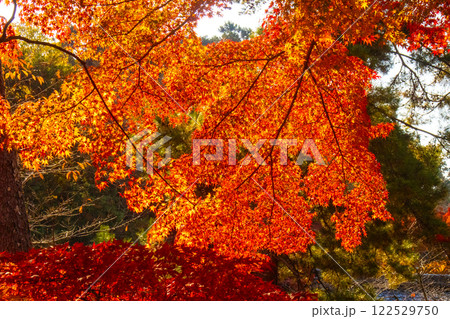 【京都風景】南禅寺 落ち着いた風情のある紅葉 【京都風景】南禅寺 落ち着いた風情のある紅葉 122529750