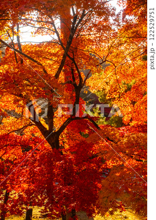 【京都風景】南禅寺 落ち着いた風情のある紅葉 【京都風景】南禅寺 落ち着いた風情のある紅葉 122529751