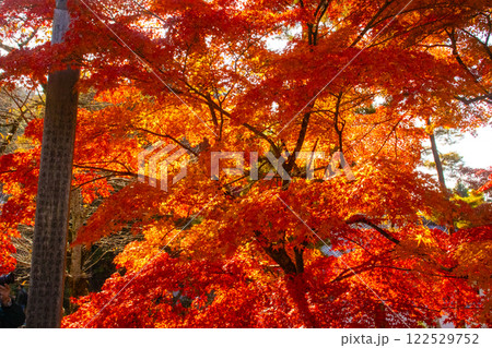 【京都風景】南禅寺 落ち着いた風情のある紅葉 【京都風景】南禅寺 落ち着いた風情のある紅葉 122529752