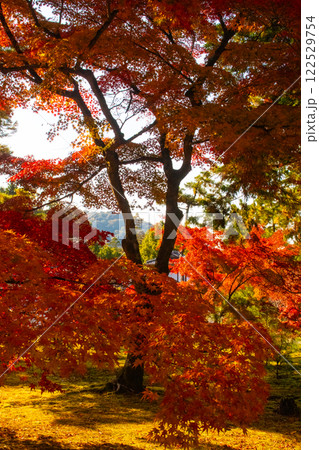 【京都風景】南禅寺 落ち着いた風情のある紅葉 【京都風景】南禅寺 落ち着いた風情のある紅葉 122529754