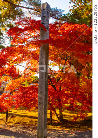【京都風景】南禅寺 落ち着いた風情のある紅葉 【京都風景】南禅寺 落ち着いた風情のある紅葉 122529755