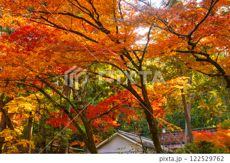 【京都風景】南禅寺 落ち着いた風情のある紅葉 【京都風景】南禅寺 落ち着いた風情のある紅葉 122529762