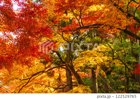 【京都風景】南禅寺 落ち着いた風情のある紅葉 【京都風景】南禅寺 落ち着いた風情のある紅葉 122529765