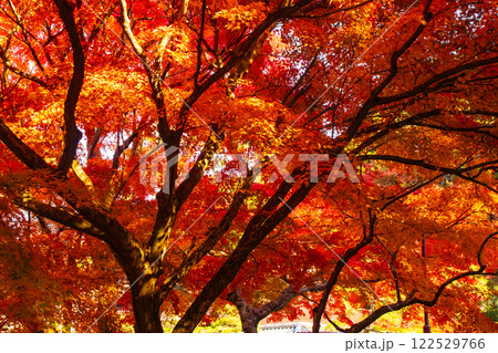 【京都風景】南禅寺 落ち着いた風情のある紅葉 【京都風景】南禅寺 落ち着いた風情のある紅葉 122529766