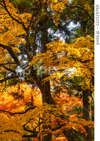【京都風景】南禅寺 落ち着いた風情のある紅葉 【京都風景】南禅寺 落ち着いた風情のある紅葉 122529768