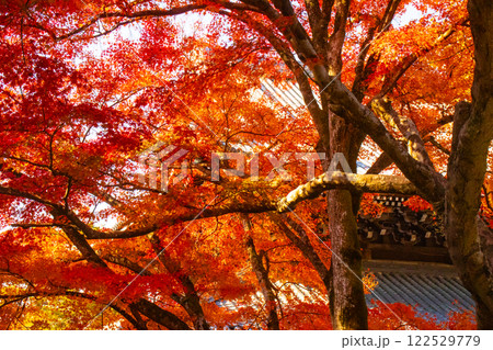 【京都風景】南禅寺　落ち着いた風情のある紅葉 122529779
