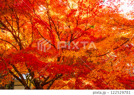 【京都風景】南禅寺　落ち着いた風情のある紅葉 122529781