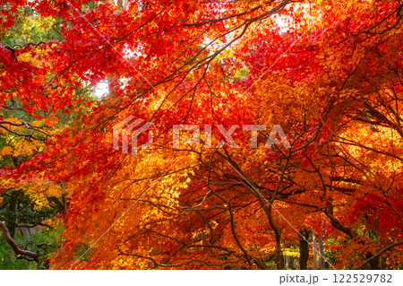 【京都風景】南禅寺 落ち着いた風情のある紅葉 【京都風景】南禅寺 落ち着いた風情のある紅葉 122529782