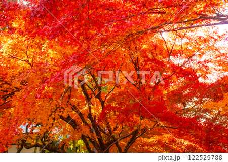 【京都風景】南禅寺 落ち着いた風情のある紅葉 【京都風景】南禅寺 落ち着いた風情のある紅葉 122529788