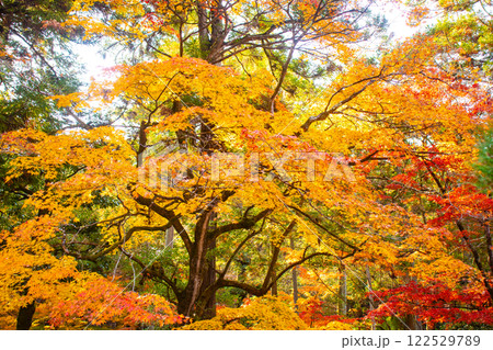 【京都風景】南禅寺 落ち着いた風情のある紅葉 【京都風景】南禅寺 落ち着いた風情のある紅葉 122529789