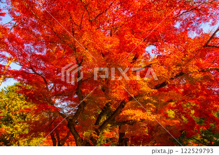 【京都風景】南禅寺 落ち着いた風情のある紅葉 【京都風景】南禅寺 落ち着いた風情のある紅葉 122529793
