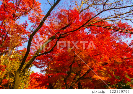【京都風景】南禅寺　落ち着いた風情のある紅葉 122529795