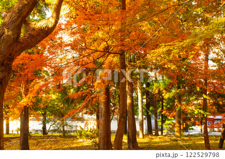【京都風景】南禅寺 落ち着いた風情のある紅葉 【京都風景】南禅寺 落ち着いた風情のある紅葉 122529798