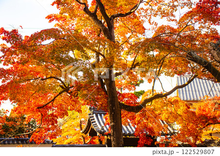 【京都風景】南禅寺 落ち着いた風情のある紅葉 【京都風景】南禅寺 落ち着いた風情のある紅葉 122529807