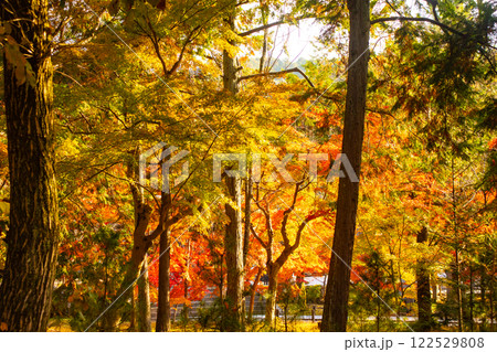 【京都風景】南禅寺 落ち着いた風情のある紅葉 【京都風景】南禅寺 落ち着いた風情のある紅葉 122529808