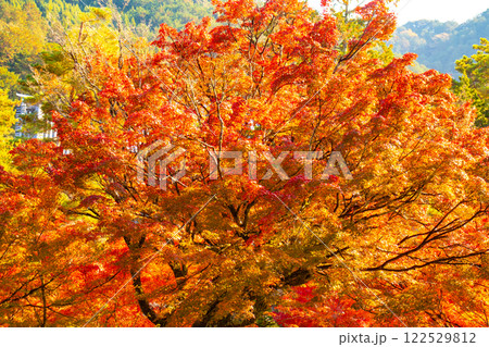 【京都風景】南禅寺　落ち着いた風情のある紅葉 122529812