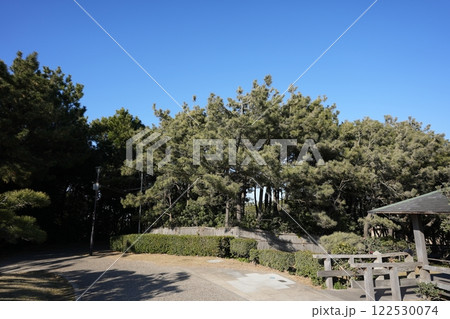 海岸の防風林公園 122530074