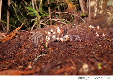ヤッコソウ (寄生植物) ヤッコソウ (寄生植物) 122530298