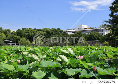 上野公園不忍池の風景 122530379