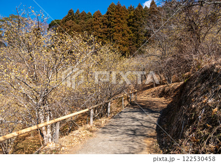 神奈川県松田町　ロウバイまつりの風景 122530458