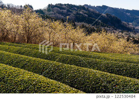 神奈川県松田町 ロウバイまつりの風景 神奈川県松田町 ロウバイまつりの風景 122530484