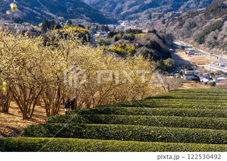神奈川県松田町 ロウバイまつりの風景 神奈川県松田町 ロウバイまつりの風景 122530492